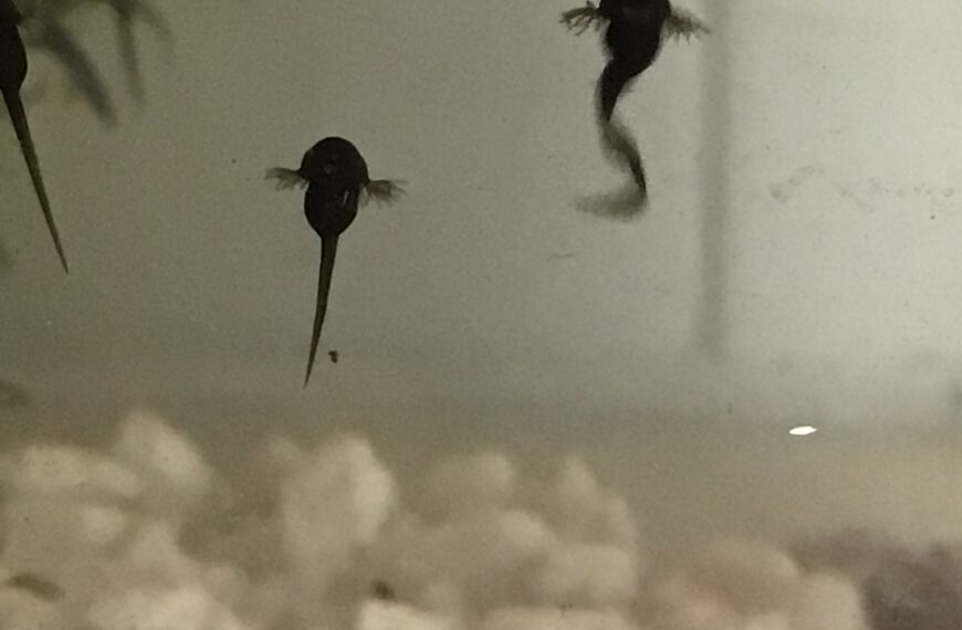 Our tadpoles