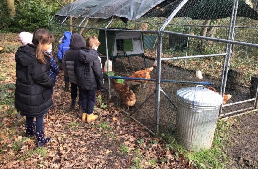 Chicken feeding